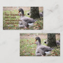 Recherche de oie cartes visite Oiseaux