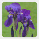 Search for iris flower stickers Nature