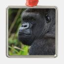 Search for mammal ornaments Face