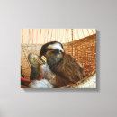 Recherche de paresse photographie Animaux