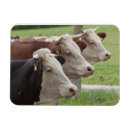 Recherche de vache noire et blanche magnets Bétail