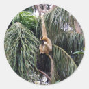 Recherche de primate autocollants Singe