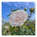 Search for garden posters Flower