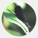 Search for damselflies stickers Nature