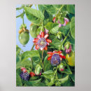 Recherche de fruit exotique s posters Fleur