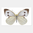 Search for white butterfly stickers Insect