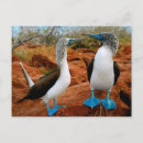 Search for booby postcards Blue footed booby