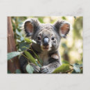 Search for koala postcards Australian