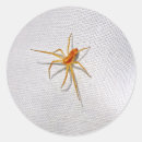 Search for cute spider stickers Orange