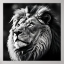 Search for white lion art Digital