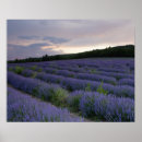 Recherche de champ agricole posters Europe