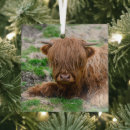 Search for highland cattle ornaments Livestock