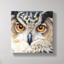 Search for eagle feathers posters Owl