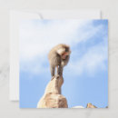 Search for baboon cards Monkey