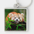 Search for red panda keychains Pandas