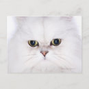 Recherche de photo de chat cartes postales Animaux