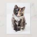 Search for 2015 vertical postcards Baby animals