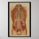 Search for cavity wall posters Anatomy