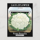 Recherche de chou fleur cartes postales Pour tous