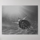 Search for black turtle art Black and white