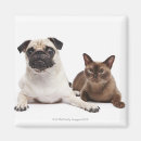 Search for pug lovers magnets Cute