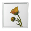 Recherche de marais carreaux Botanique