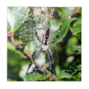 Recherche de araignée carreaux Nature