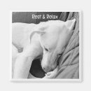 Search for dog sleeping magnets Photography