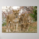 Search for african lion posters Safari