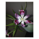 Recherche de tulipe violette posters Plante