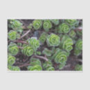 Search for succulent photography Garden