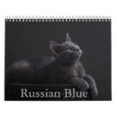 Recherche de chat bleu russe Animaux domestiques