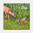 Search for animals design magnets Wildlife