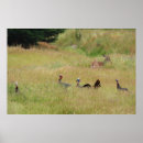 Recherche de dindes posters Animal