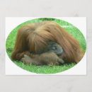 Recherche de orang outan cartes postales Singe