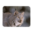 Recherche de du nord magnets Sauvage