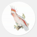 Search for cockatoo stickers Nature