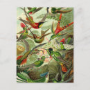 Recherche de haeckel cartes postales Kunstformen der natur