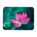 Recherche de fleur lotus magnets Botanique