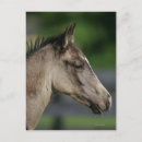 Recherche de chevaux quarts Tête
