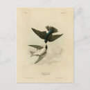 Search for tree swallows postcards Tachycineta bicolor