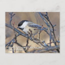 Search for chickadees postcards Wildlife