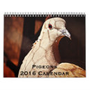 Recherche de pigeon Colombe