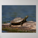 Search for painted turtle posters Animal