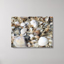 Search for macro shell Beach