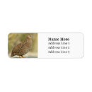 Search for pet bird return address labels Nature