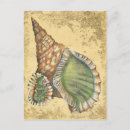 Search for seashell postcards Beach