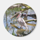 Search for pelicans magnets Nature