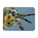 Recherche de composition rectangulaires magnets Animal
