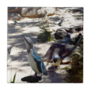 Recherche de pingouin carreaux Faune